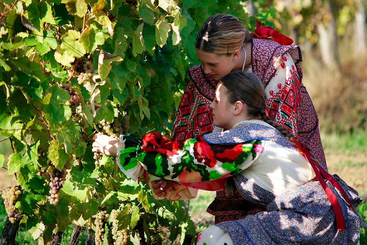 Radost i mladost u moslavačkim vinogradima