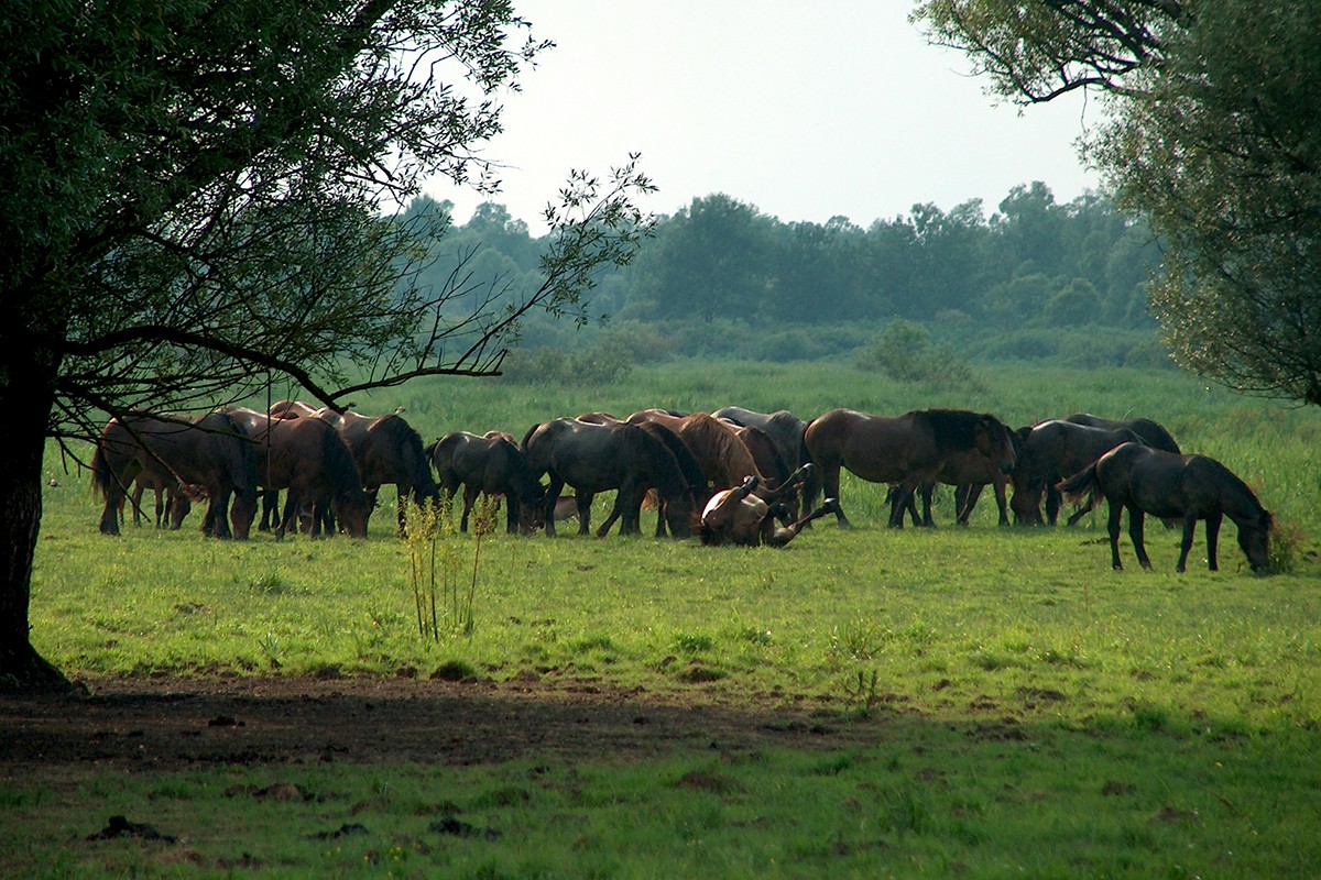 Životinje slobodno pasu i uživaju na pašnjacima Lonjskog polja