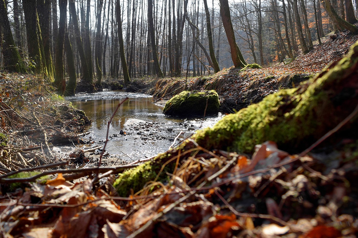 Ugodna svježina i miris mahovine u šumama Moslavačke gore